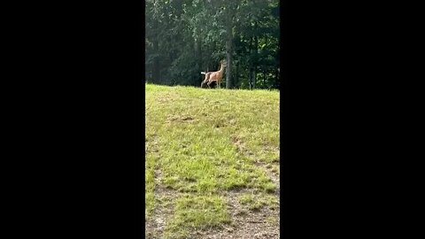 The Dirt- June trailcams and deer interactions