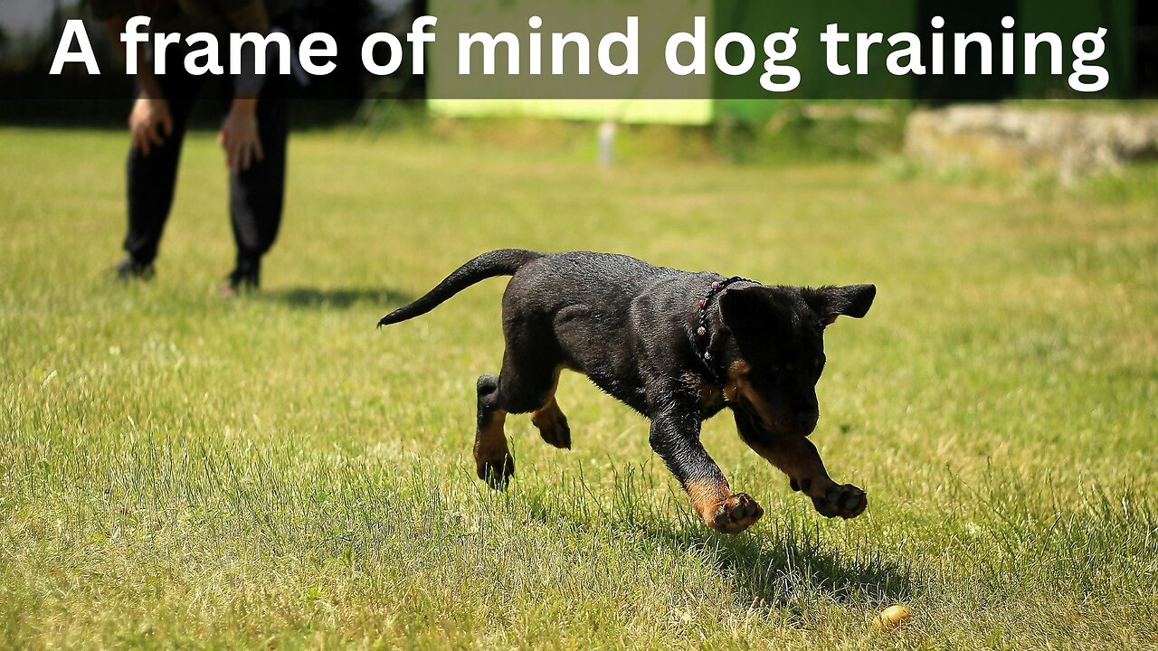 A frame of mind dog training