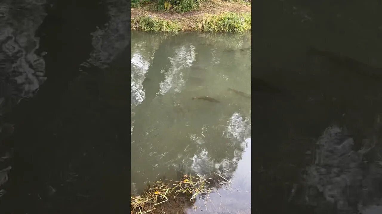 Salmon🇨🇦Run #canada #nature #salmon #salmonrun