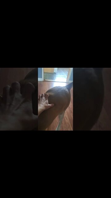 Pay The Toll #shorts #doggo