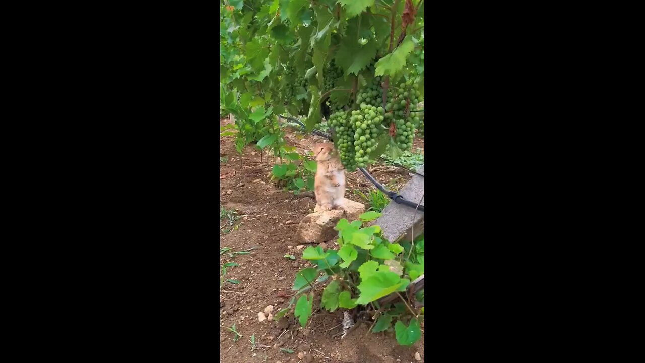 rabbit eat unripe grapes with taste