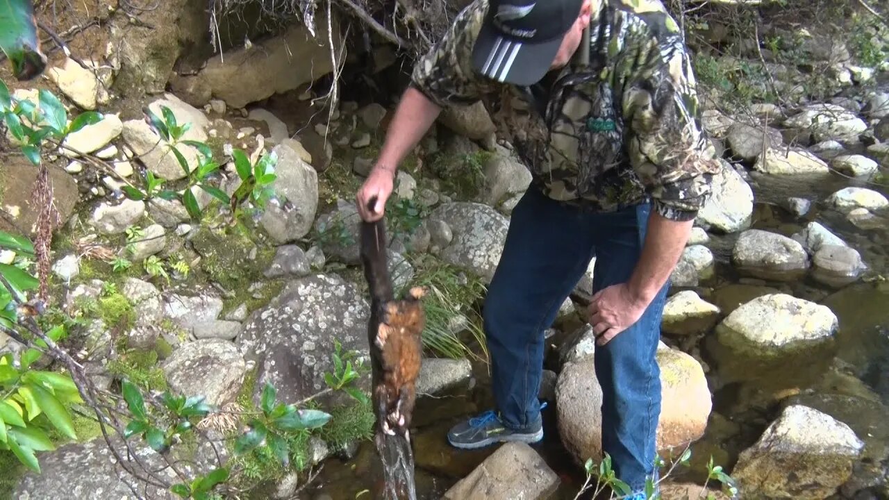 1080 Poison Dropped Directly into Coromandel Water Supplies