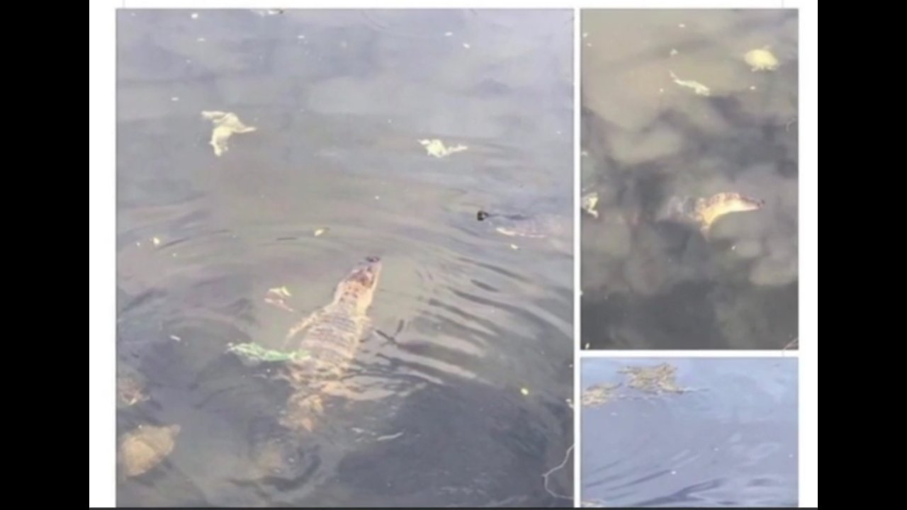 Gator in park pond causing concern