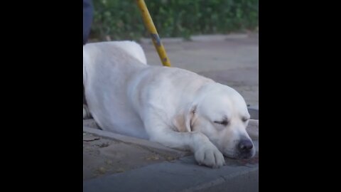 Dog saves a man's Life.