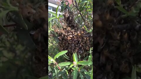 HUGE SWARM we drive into it!!! Live stream with Pest Interceptors