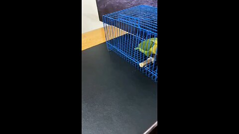 Intelligent 🦜