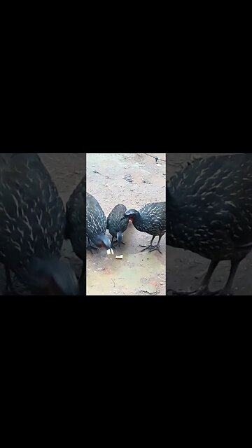 Jacu e seus filhotes em busca de comida