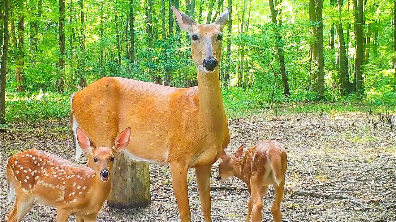 Adorable white tail deer fawns!