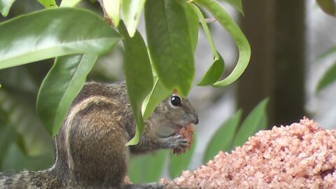 squirrel having a decent lunch, Like Hit a RUMBLE+++