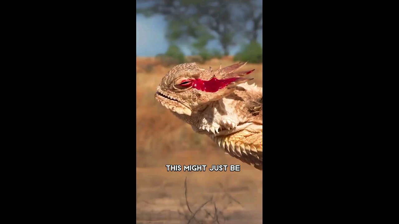 HORNED LIZARD THAT shoots BLOOD