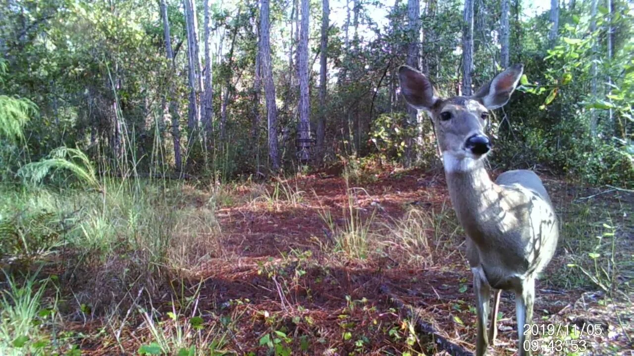 Doe on Trail Camera