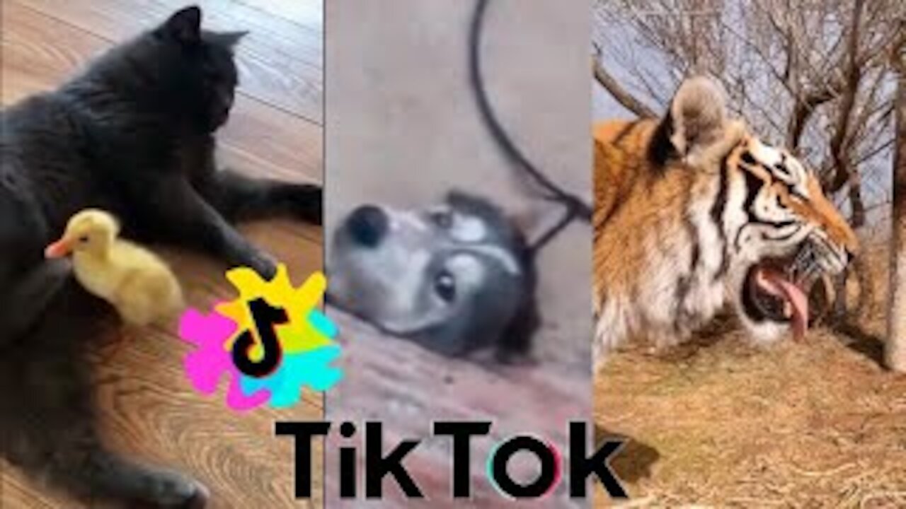 Funny animals TikTok Compilation of October 2021