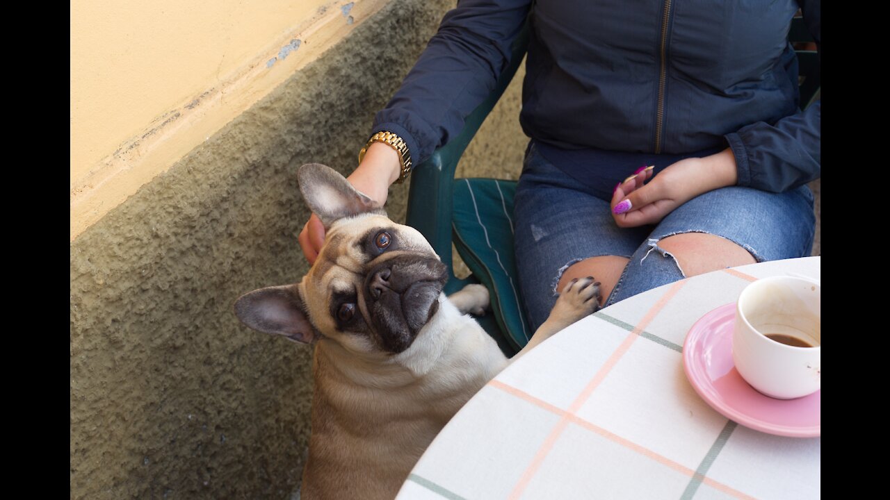 Bulldog Has Incredible Reaction To Actress In Trouble !!