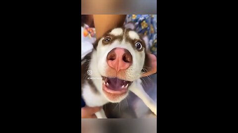 Funny dog😂