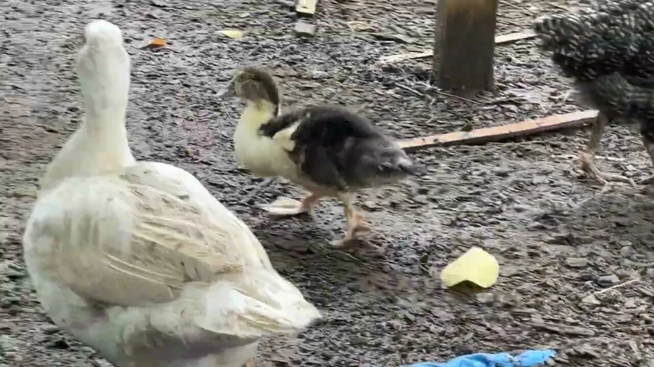 New Muscovy Ducklings released - RELEASE THE QUACKHEADS!