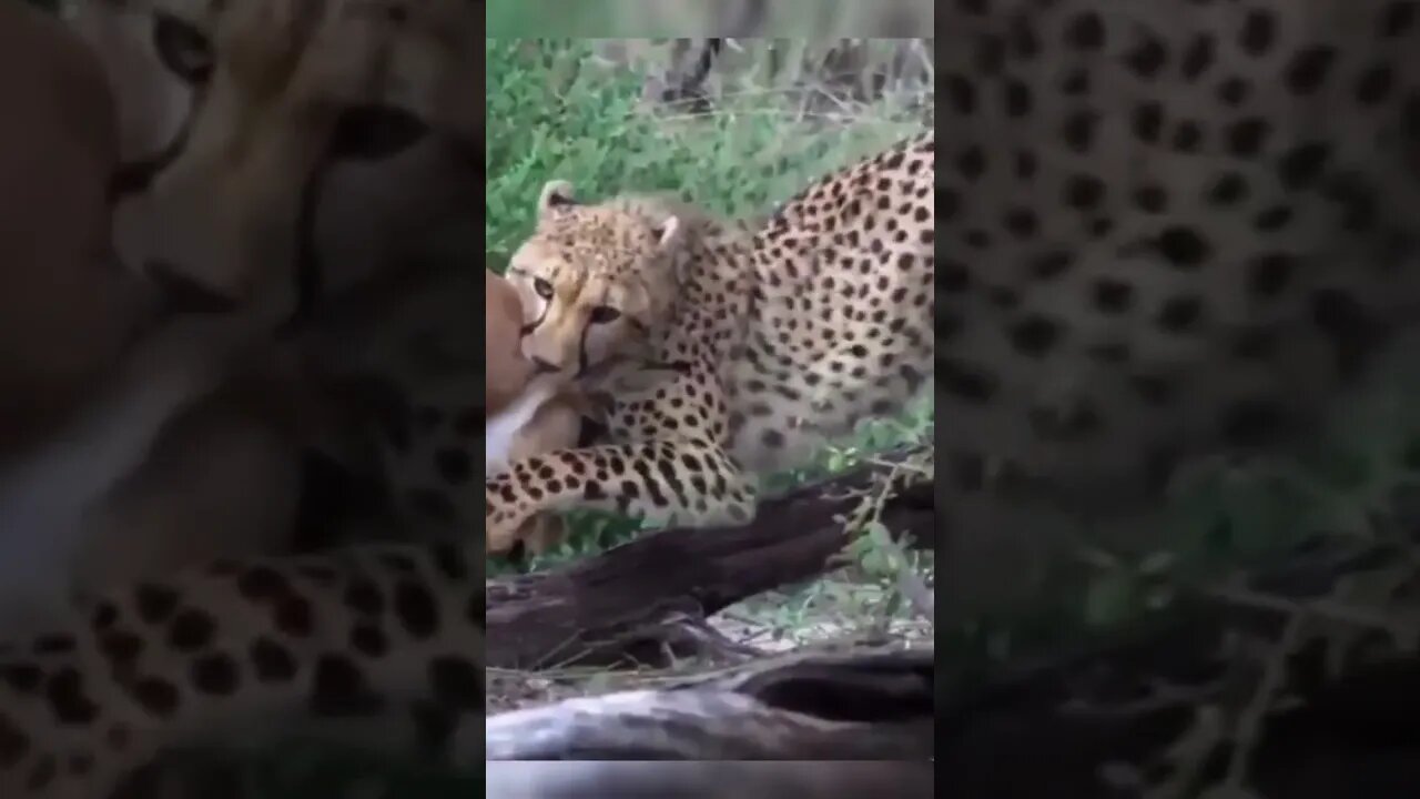 Cheetah Takes Down Impala