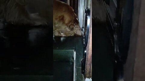 #dogshow , #animals , #dogs , #shorts