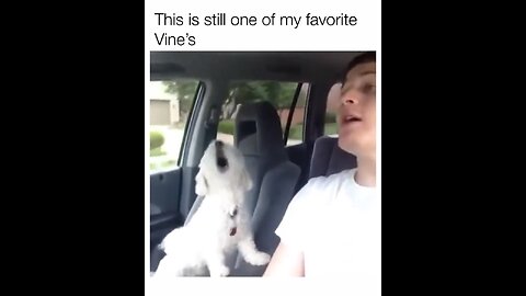 The world happiest dog