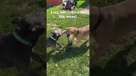 Dogs tug of war!-Cute-#shorts #cute#dogs #dogslover