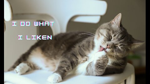 cute cat activities
