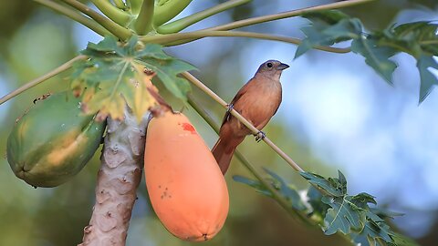 National Geographic Documentary - Birds Eating Papaya - Wild animal show Beautiful Birds