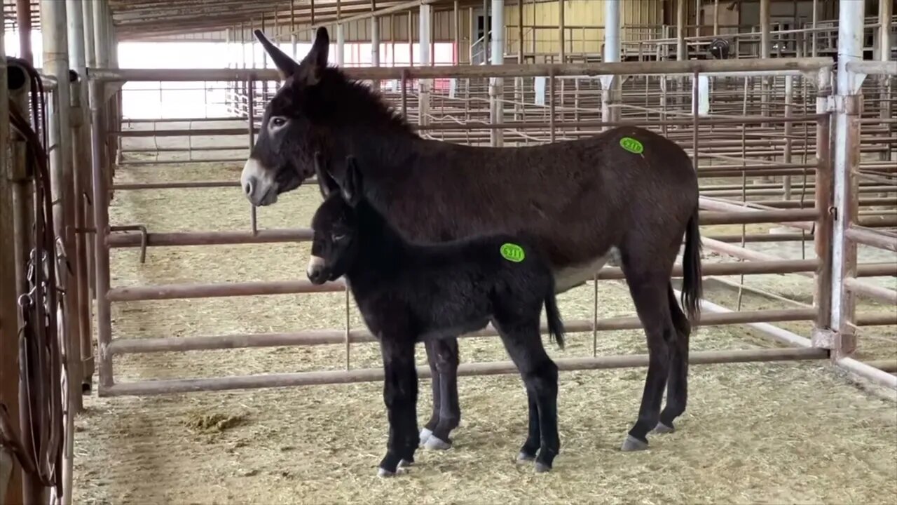 Mom and 1 week old baby donkey rescued from being sent to slaughter Ep.6