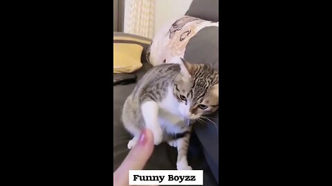 Funny Boyzz (Catss)