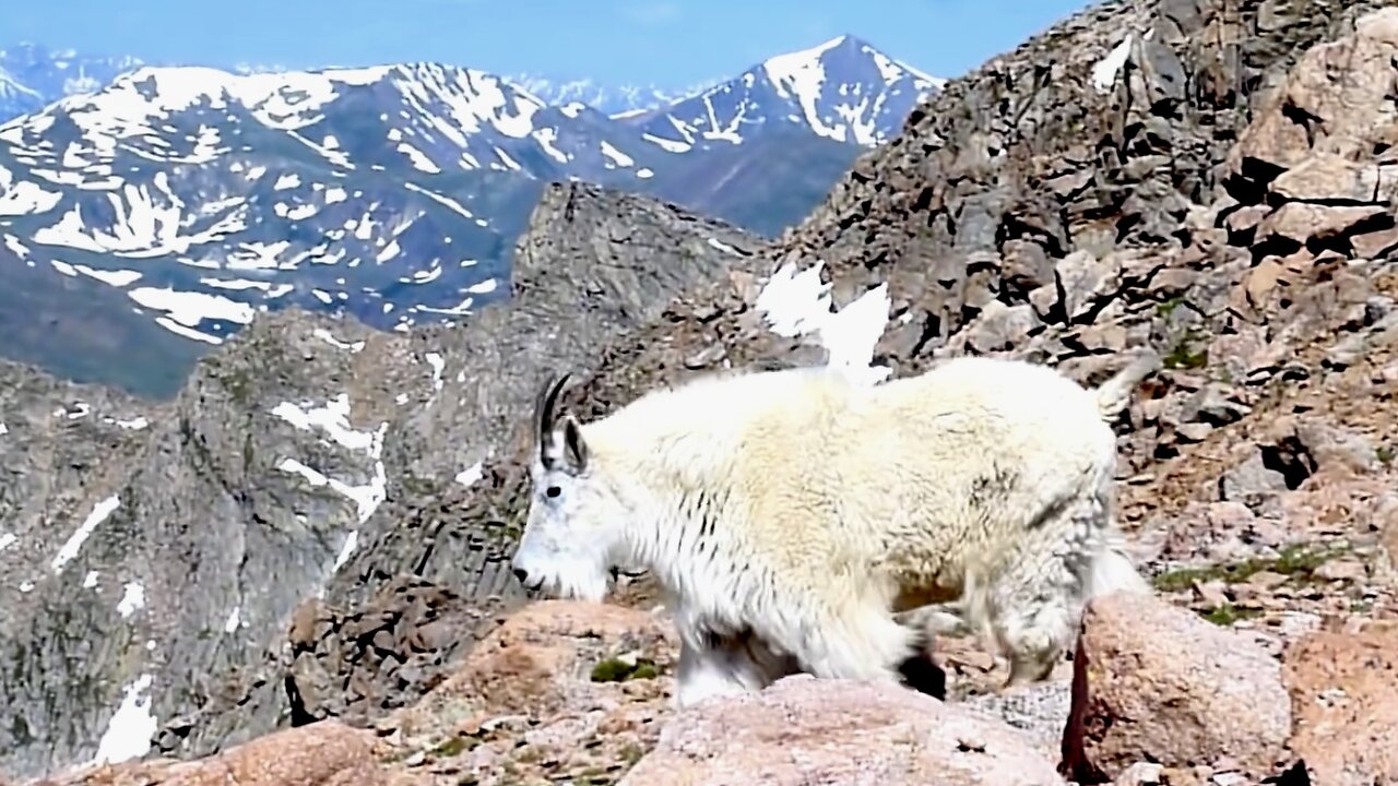 Mountain Goats with BABIES Mount Evans Colorado Rocky Mountains Wildlife Viewing Rockies Van Life