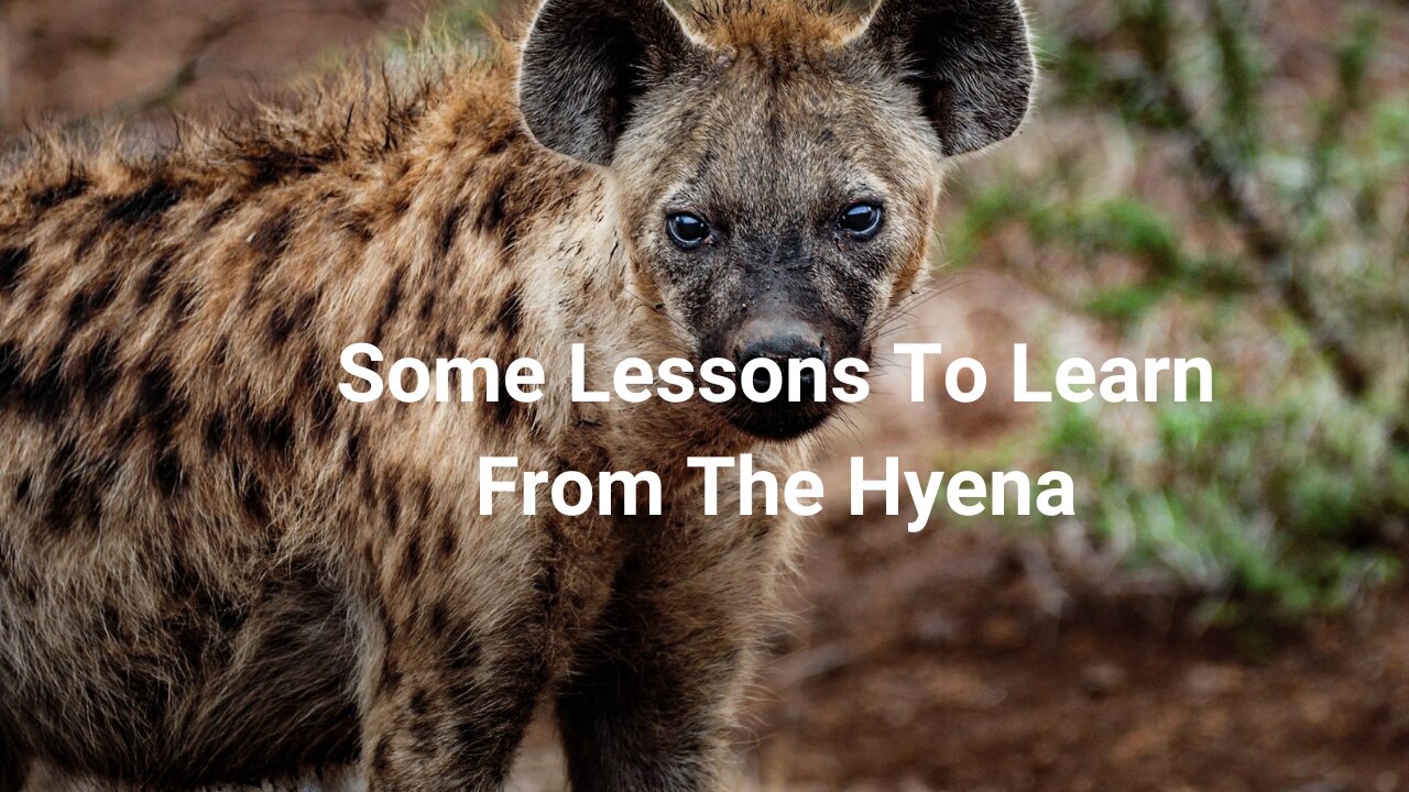 Lessons To Learn From A Hyena