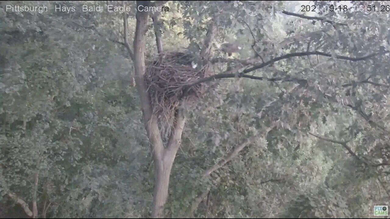 Hays Eagles Mom flys around into nest joins Dad 2021 09 18 6:51AM