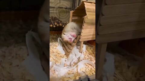 funny animals #shorts