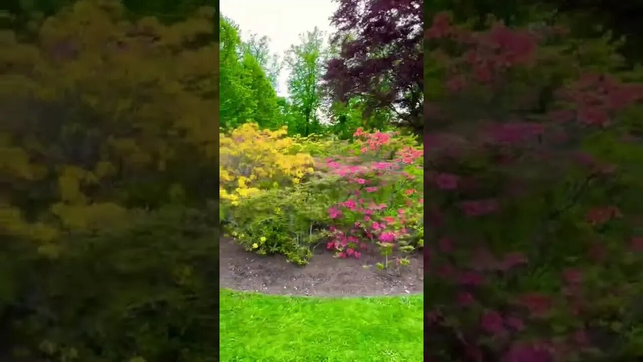 Pretty Flowers in a park