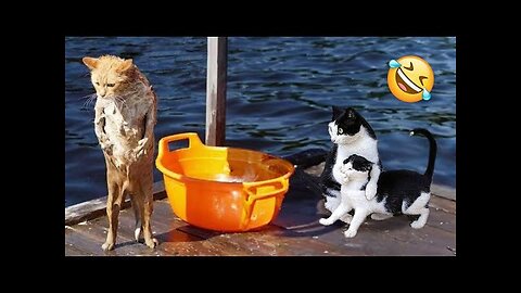 Try Not To Laugh Dogs And Cats 😁 - Best Funniest Animals Video 2023