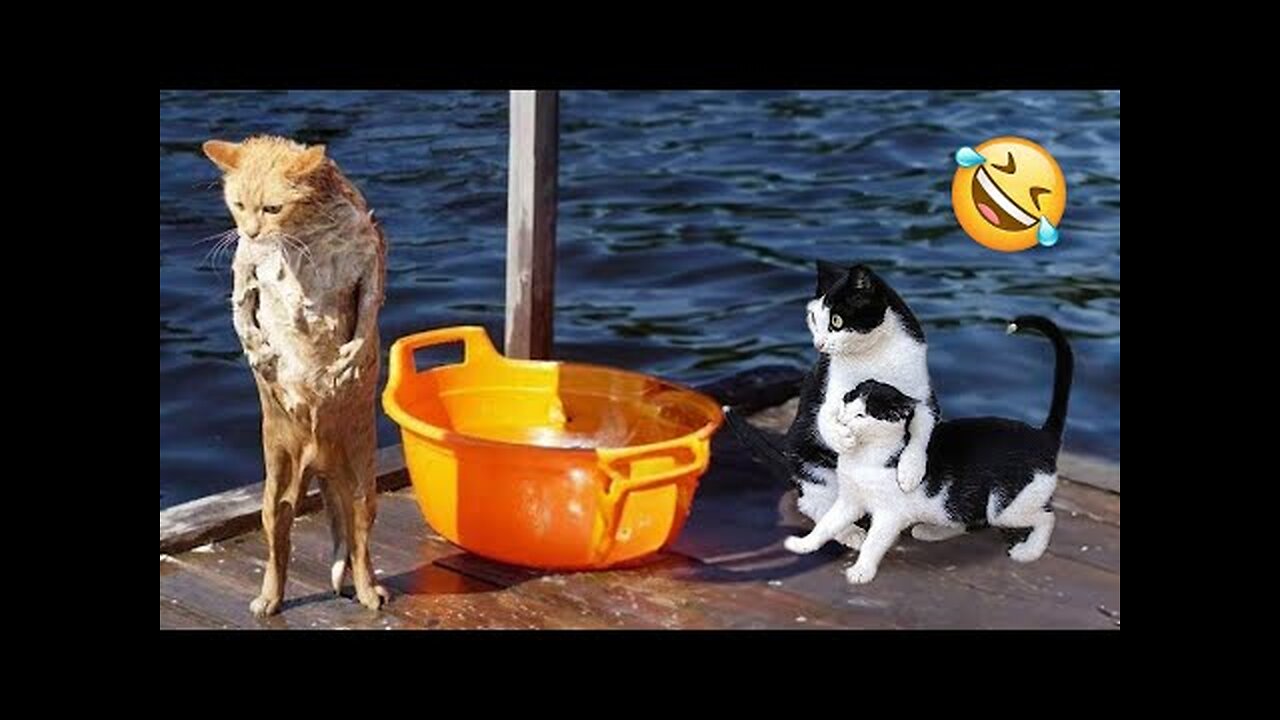 Try Not To Laugh Dogs And Cats 😁 - Best Funniest Animals Video 2023