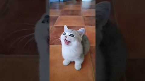 funny cat videos | cute cat videos| cute animals funny cats #shorts #shortsfunny #cutecat #funnycat