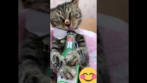 Funny cute cat 😚😂😂