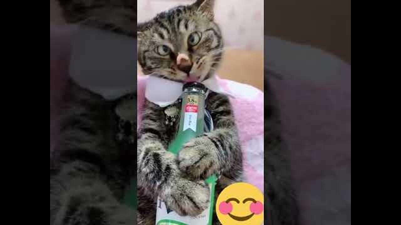 Funny cute cat 😚😂😂