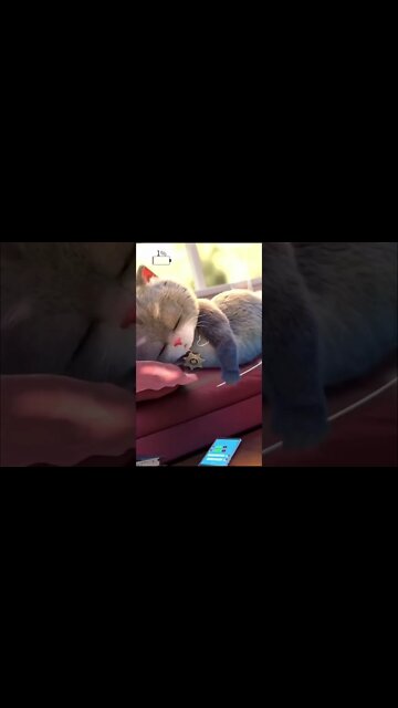 Cute #cat #panda #shorts #subscribe #whatsappstatus #funny #love #status