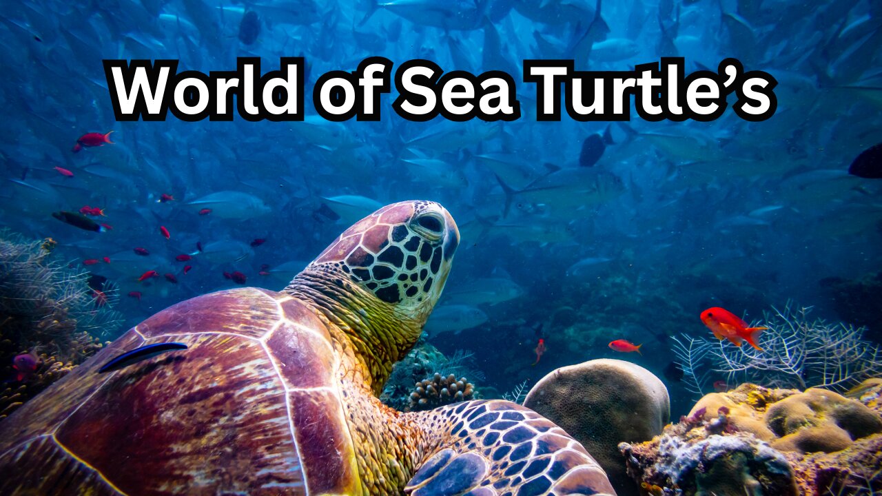 Discover the Enchanting World of Sea Turtles