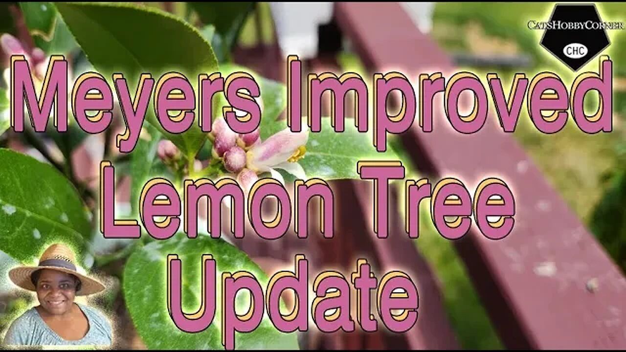 #meyer #lemontree #improved #homedepot Update - #catshobbycorner