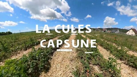 La Capsune