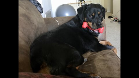 Rottweiler LOVES French Fries!