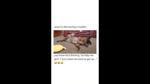 Dog Funny Mement 🤣 &Dog Mement #dog #short #viral #news