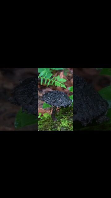 This Mushroom has a Fudgy Brownie Texture. Old man of the woods bolete. Survival skills / Bushcraft