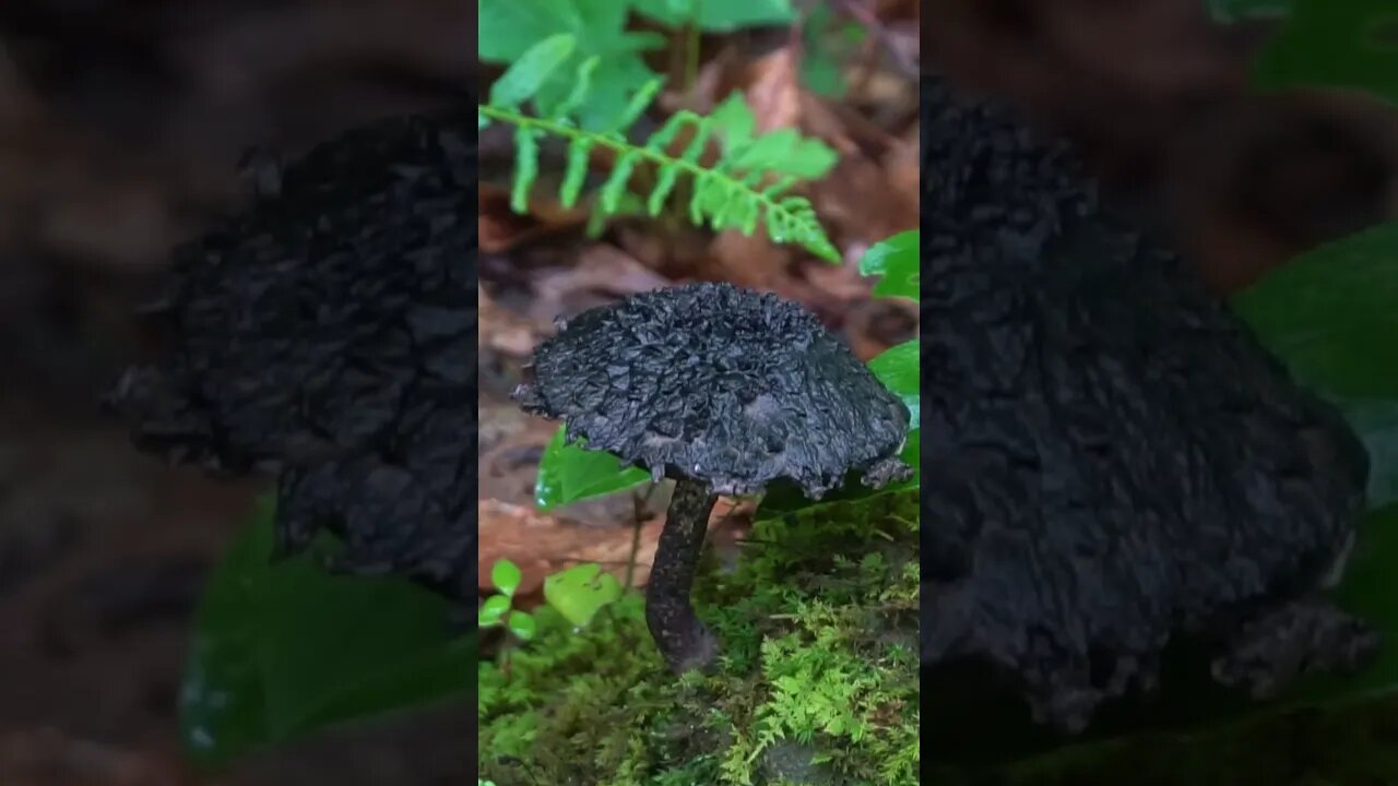 This Mushroom has a Fudgy Brownie Texture. Old man of the woods bolete. Survival skills / Bushcraft