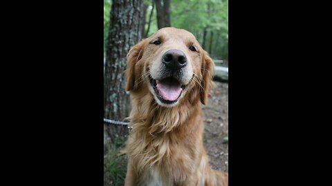 : Retriever dourado, Cachorro. Golden retriever, Dog