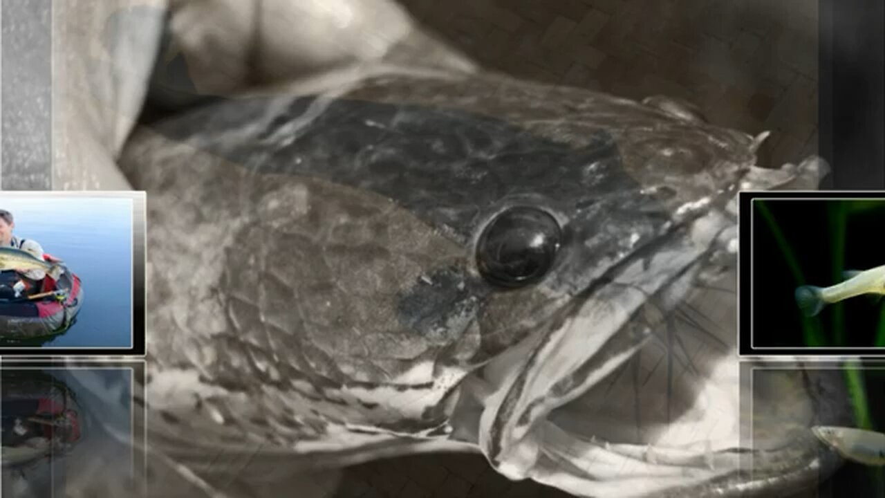 Top 10 of most invasive fish species in the world