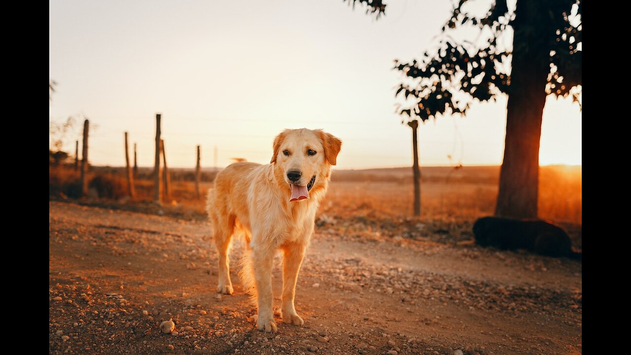 GOLDEN RETRIEVER SOLTA MUITO PELO?