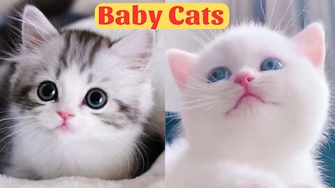 Cute Baby Cats - Cute and Funny Cat Videos Compilation 2024 - Part 53