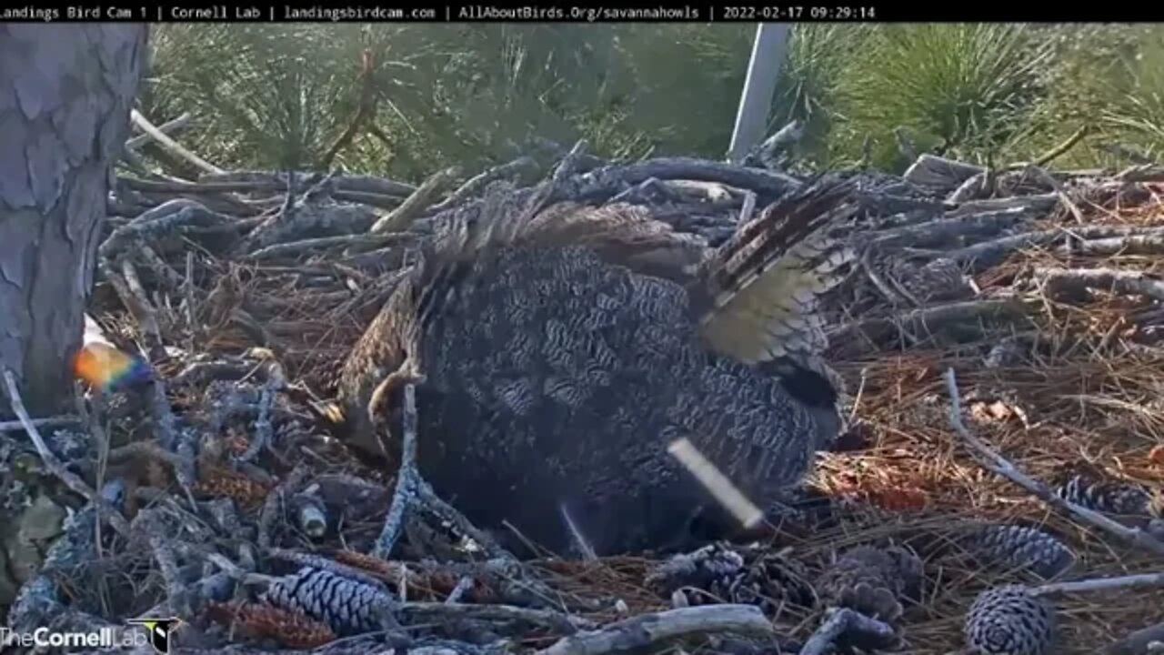 🥚 Day Two of Pip Watch-Egg Roll 🦉 2/17/22 09:27